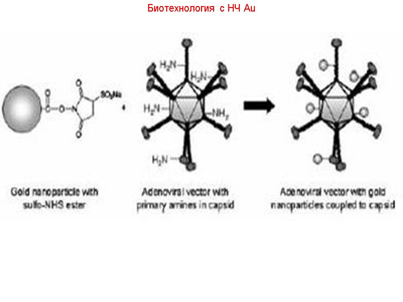 Биотехнология с НЧ Au